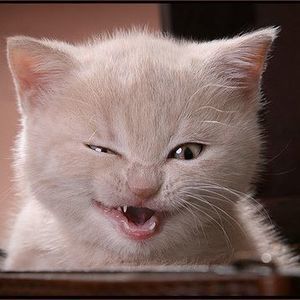 Meet your Posher, Lydia